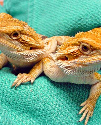 Reptile Diseases
