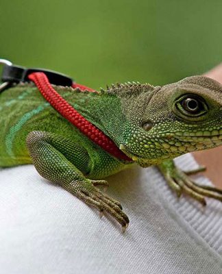 Reptiles Have Special Needs