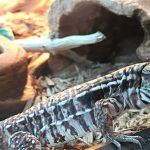 Safety-With-Reptiles-1