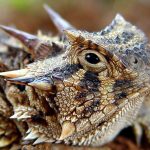 Safety-With-Reptiles-696×602