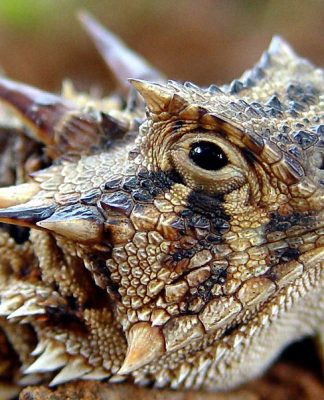 Safety With Reptiles