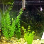 Saltwater-Aquariums-and-Aquarium-Algae-Prevention-696×602