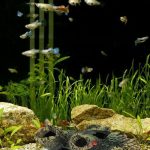 Saltwater-Aquariums-from-A-Z-Purchasing-an-Aquarium-696×602