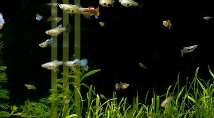 Saltwater Aquariums from A-Z: Purchasing an Aquarium