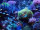 Saltwater Reef Aquariums