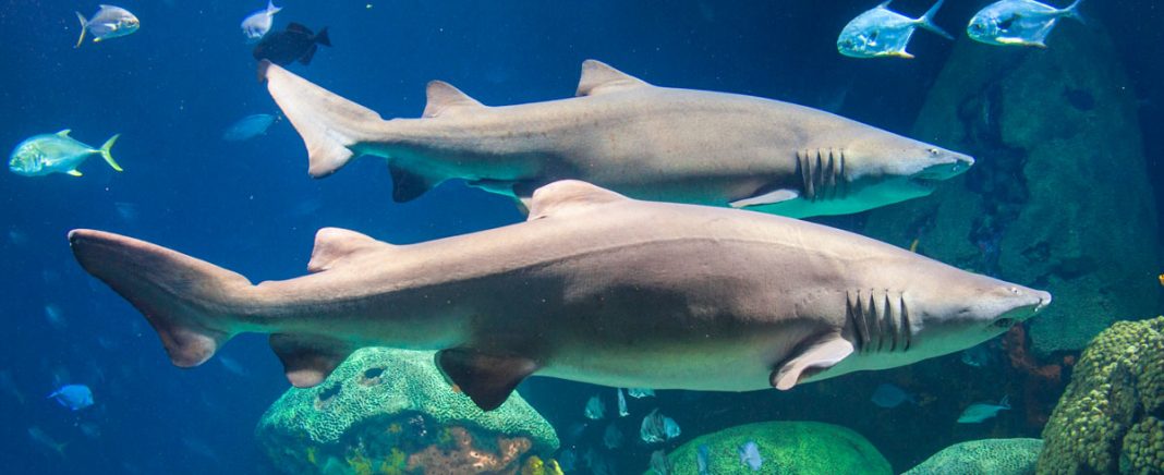 Aquarium Care for Sand Sharks | Petsourcing