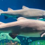 Sand_Tiger_Shark