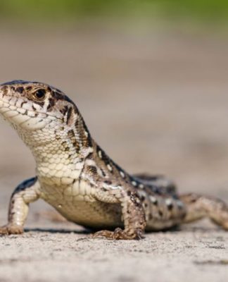 Searching for Small Reptiles