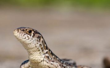 Searching for Small Reptiles