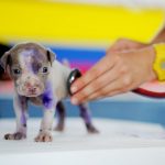 Selecting-a-Vet-for-your-Pet-696×602