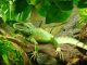Setting Up A Terrarium for Your Reptile