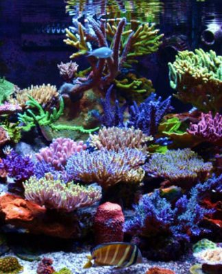 Setting up a Reef Saltwater Aquariums
