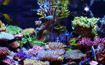 Setting up a Reef Saltwater Aquariums