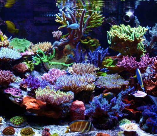 Setting up a Reef Saltwater Aquariums