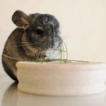 Should-Your-Child-Take-A-Pet-Chinchilla-To-School-696×602