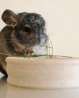 Should Your Child Take A Pet Chinchilla To School?