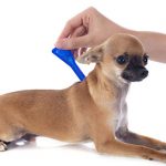 tick and flea prevention