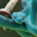 Snake-Dream-Meaning_snake_FULL_guest_2017_3