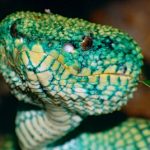 SnakeDay_FEAT-322×268