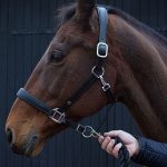 So-You-Want-To-Buy-A-Horse–696×602