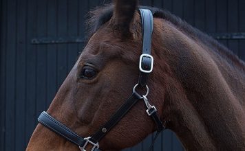 So, You Want To Buy A Horse – What Do You Need To Know?