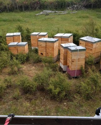Starting your own beekeeping business