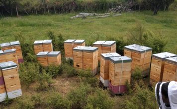 Starting your own beekeeping business