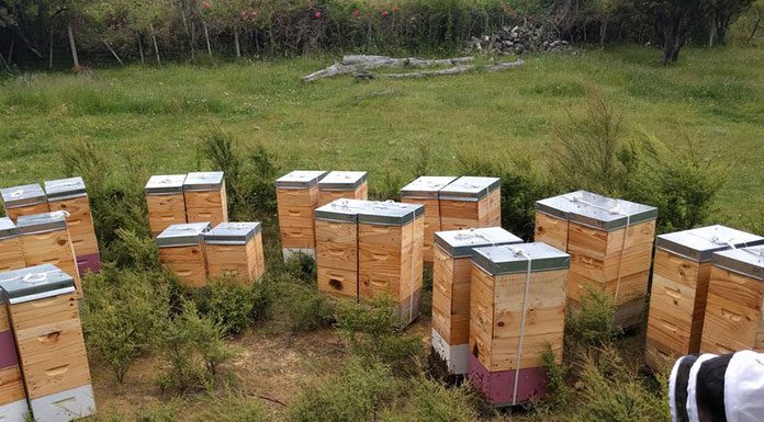 Starting your own beekeeping business