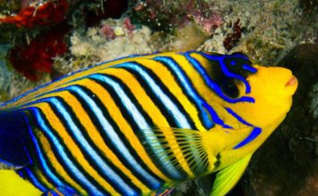 Stocking Your Saltwater Aquarium With Tropical Fish
