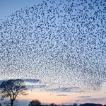 Swarming