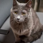 Taking-Kitty-to-the-Dentist-696×602