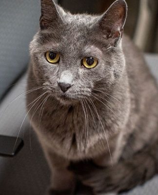 Taking Kitty to the Dentist