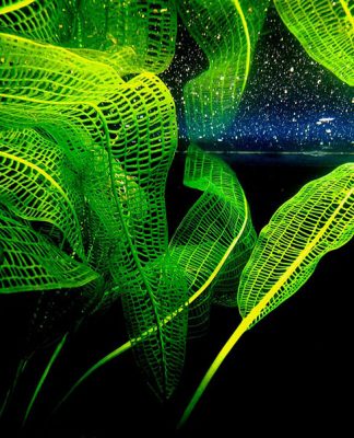 The Easiest Way to Setup a Saltwater Aquarium: Part Three