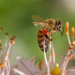 The-Biology-of-Bees-696×602