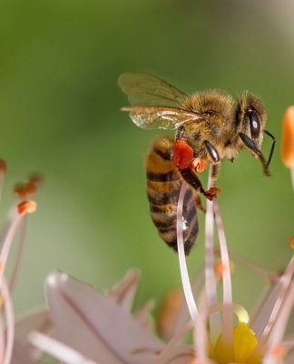 The Biology of Bees