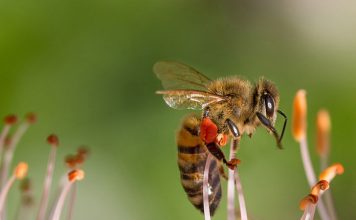The Biology of Bees