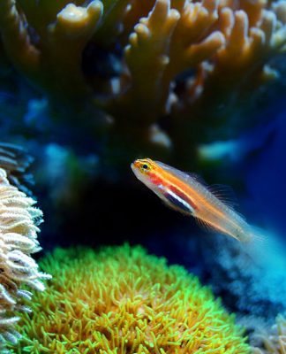The Easiest Way to Setup a Saltwater Aquarium: Part One