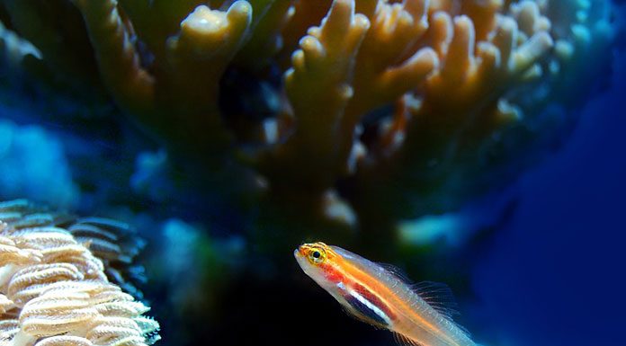 The Easiest Way to Setup a Saltwater Aquarium: Part One