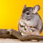 The-Effect-Of-Exercise-For-Chinchillas-696×602
