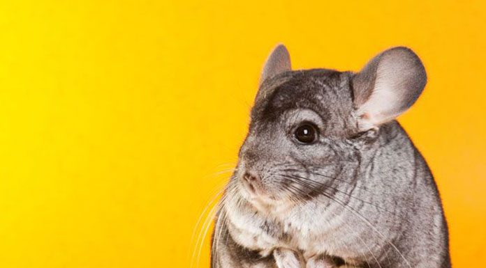 The Effect Of Exercise For Chinchillas