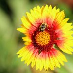 The-History-of-Beekeeping-696×602