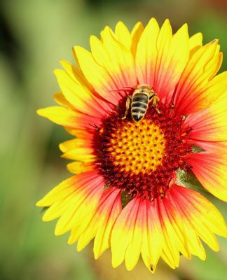The History of Beekeeping