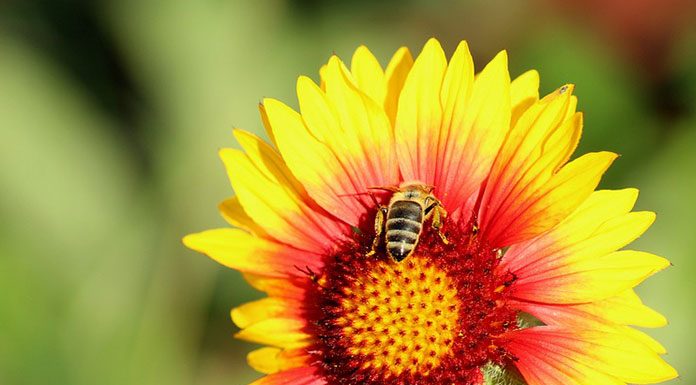 The History of Beekeeping