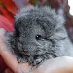 The-History-of-the-Chinchilla-696×602