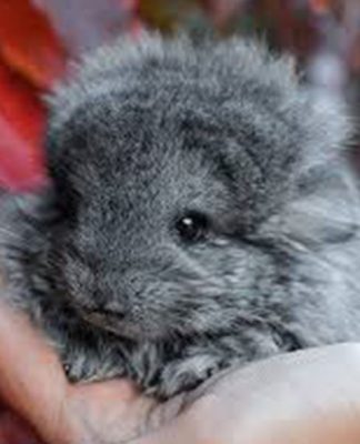 The History of the Chinchilla