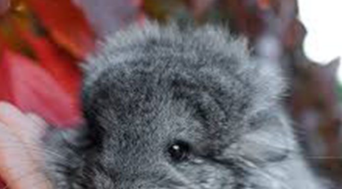 The History of the Chinchilla