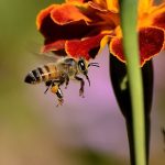 The-Life-Cycle-of-the-Honey-Bee-696×602