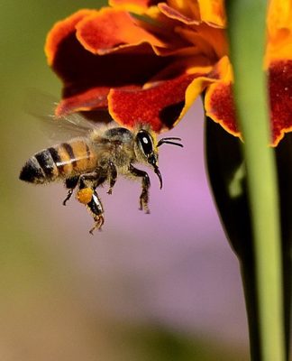 The Life Cycle of the Honey Bee