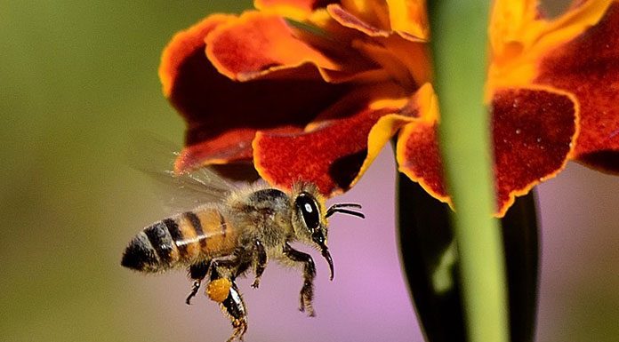 The Life Cycle of the Honey Bee