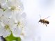 The Queen Bee